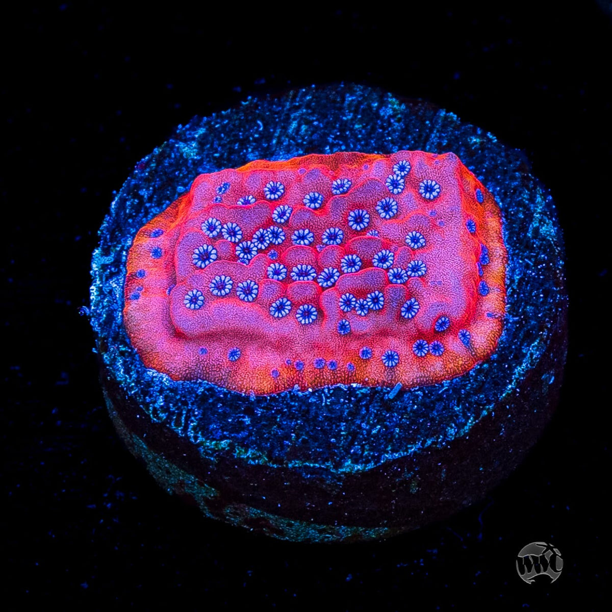 WWC Frost Mage Montipora
