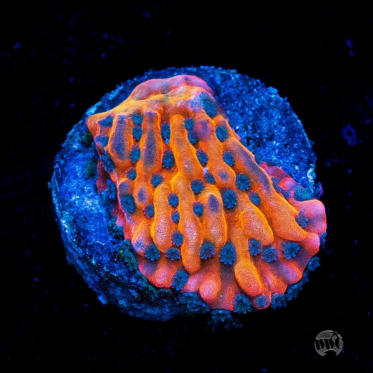 Jason Fox Altered Ego Montipora
