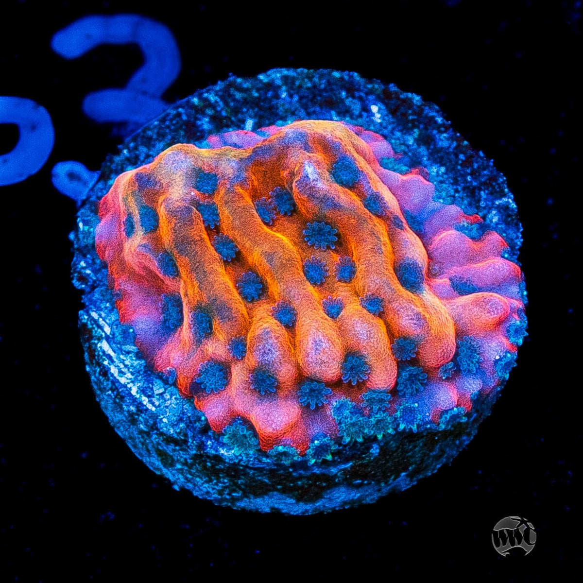 Jason Fox Altered Ego Montipora