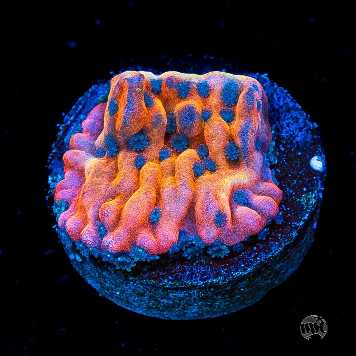 Jason Fox Altered Ego Montipora