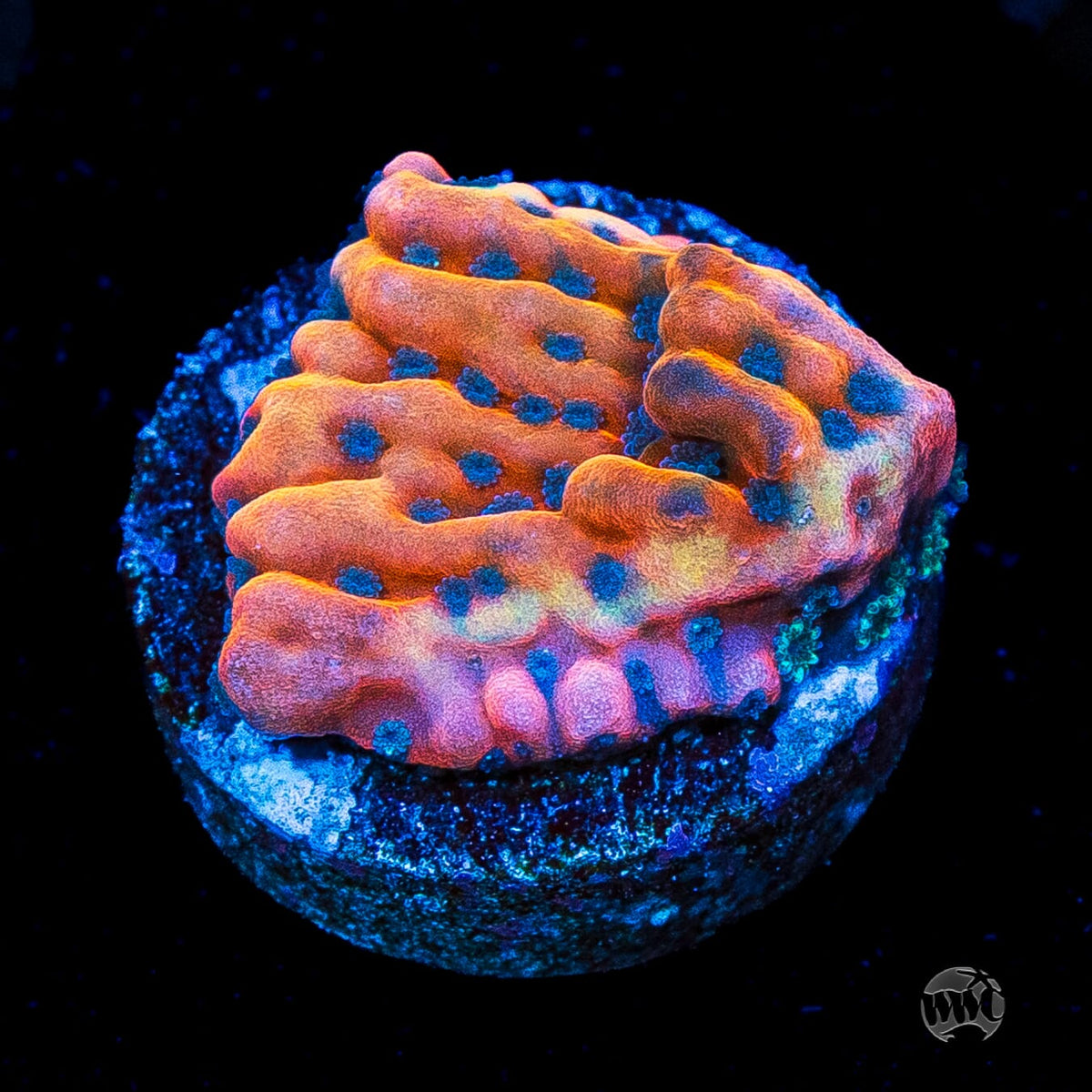 Jason Fox Altered Ego Montipora