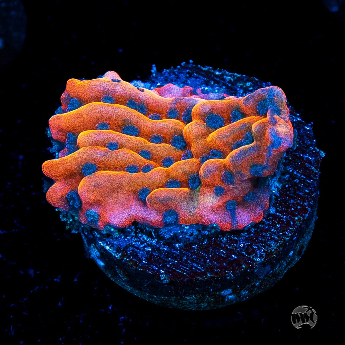 Jason Fox Altered Ego Montipora