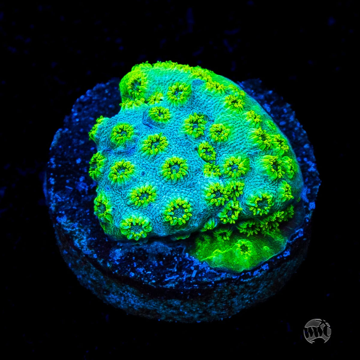 WWC Leafy Greens Cyphastrea