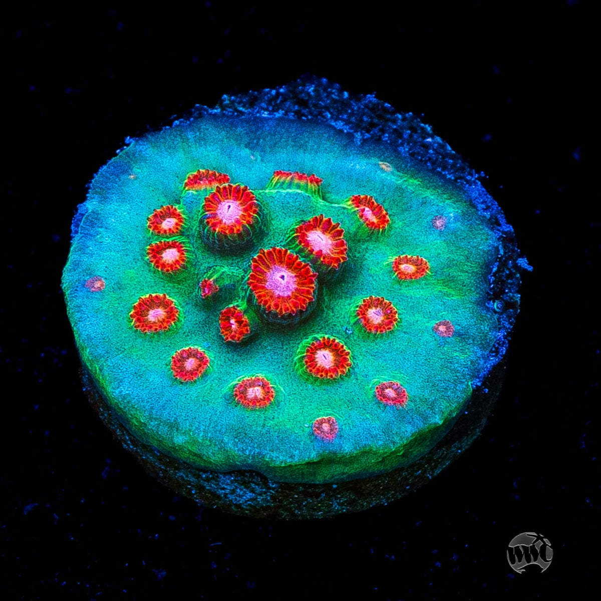 WWC Jingle Bells Cyphastrea