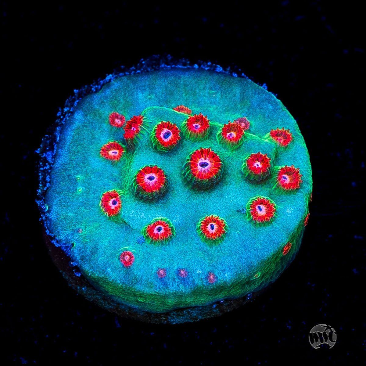 WWC Jingle Bells Cyphastrea