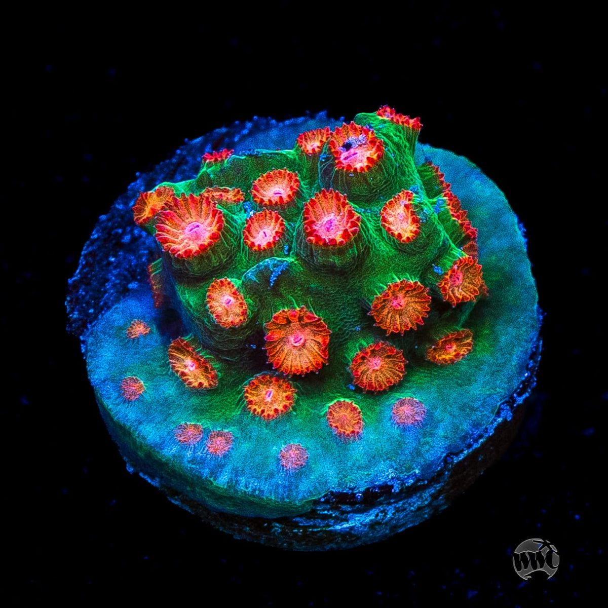 WWC Jingle Bells Cyphastrea
