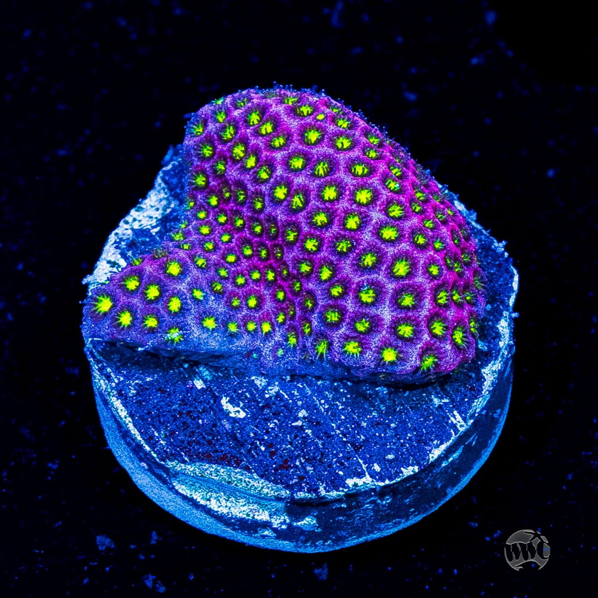 WWC Electric Daisy Stylocoeniella