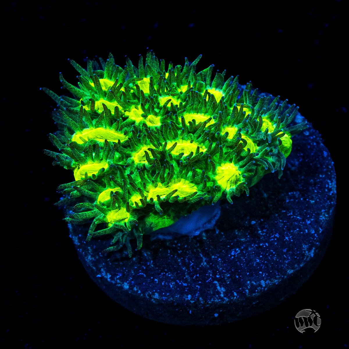 Jason Fox Limelight Hydnophora