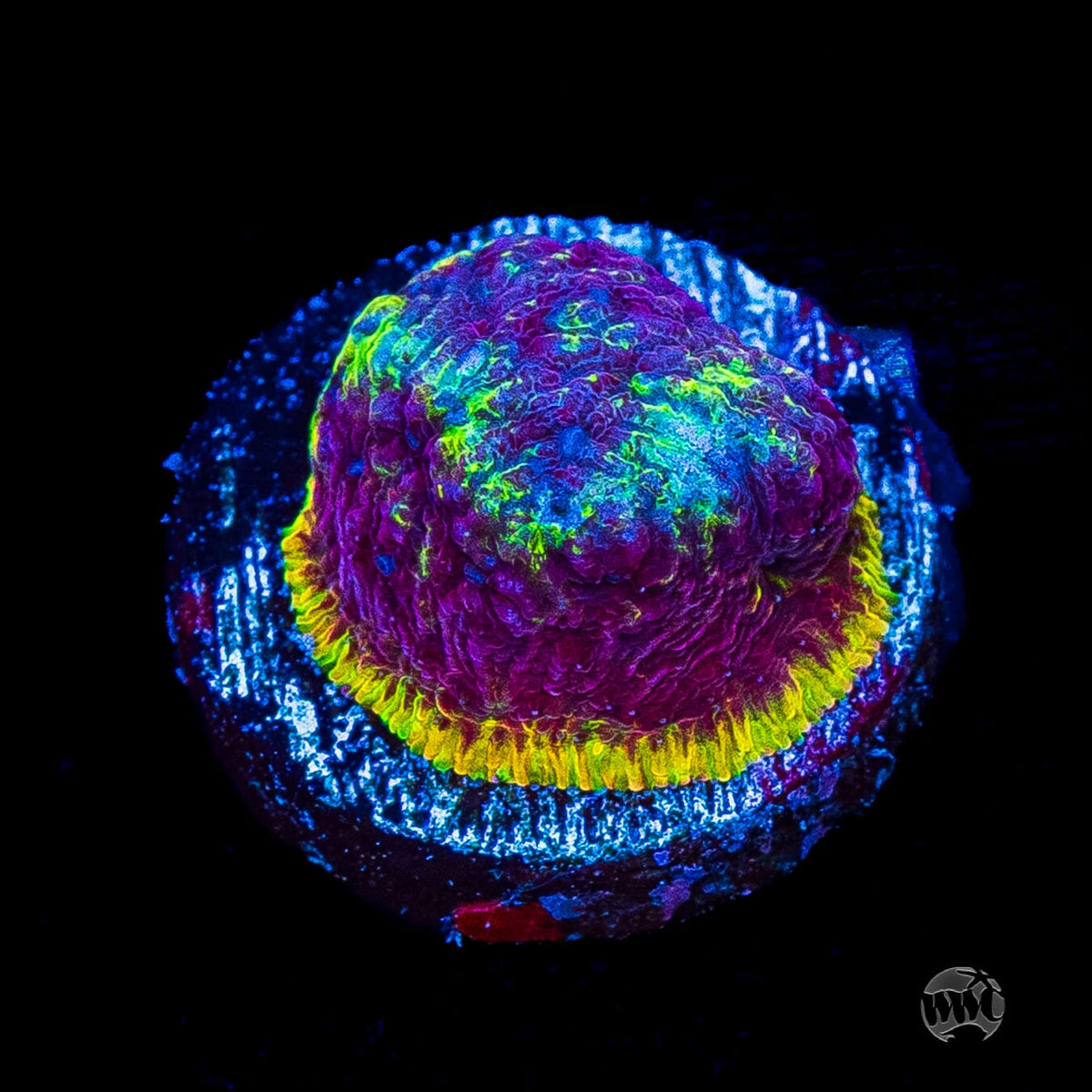 WWC Immolation Lithophyllon