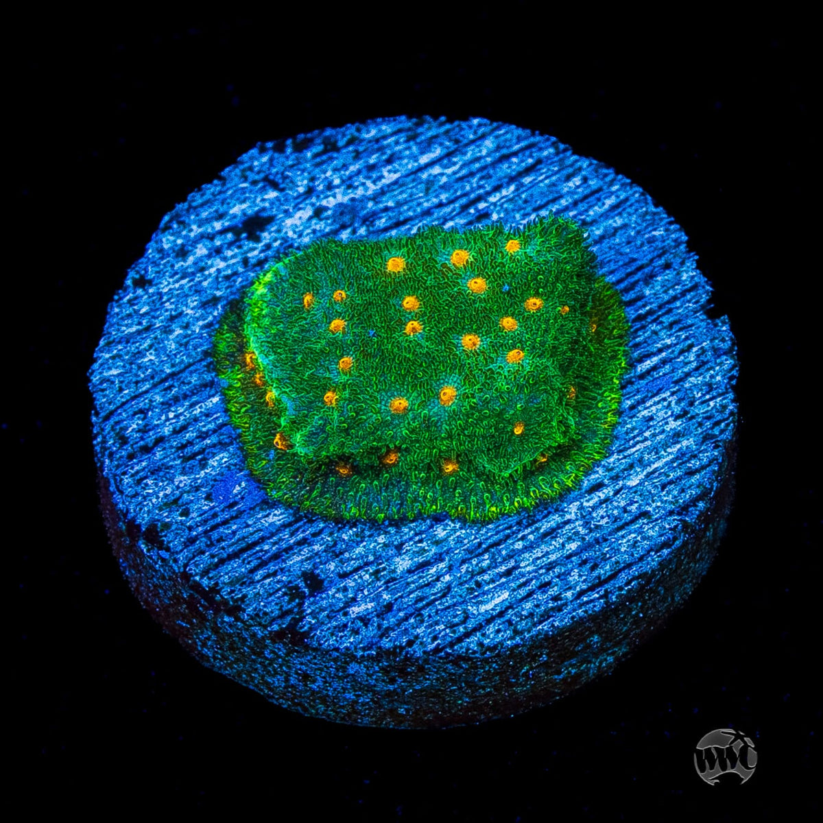 WWC Harvest Moon Psammocora