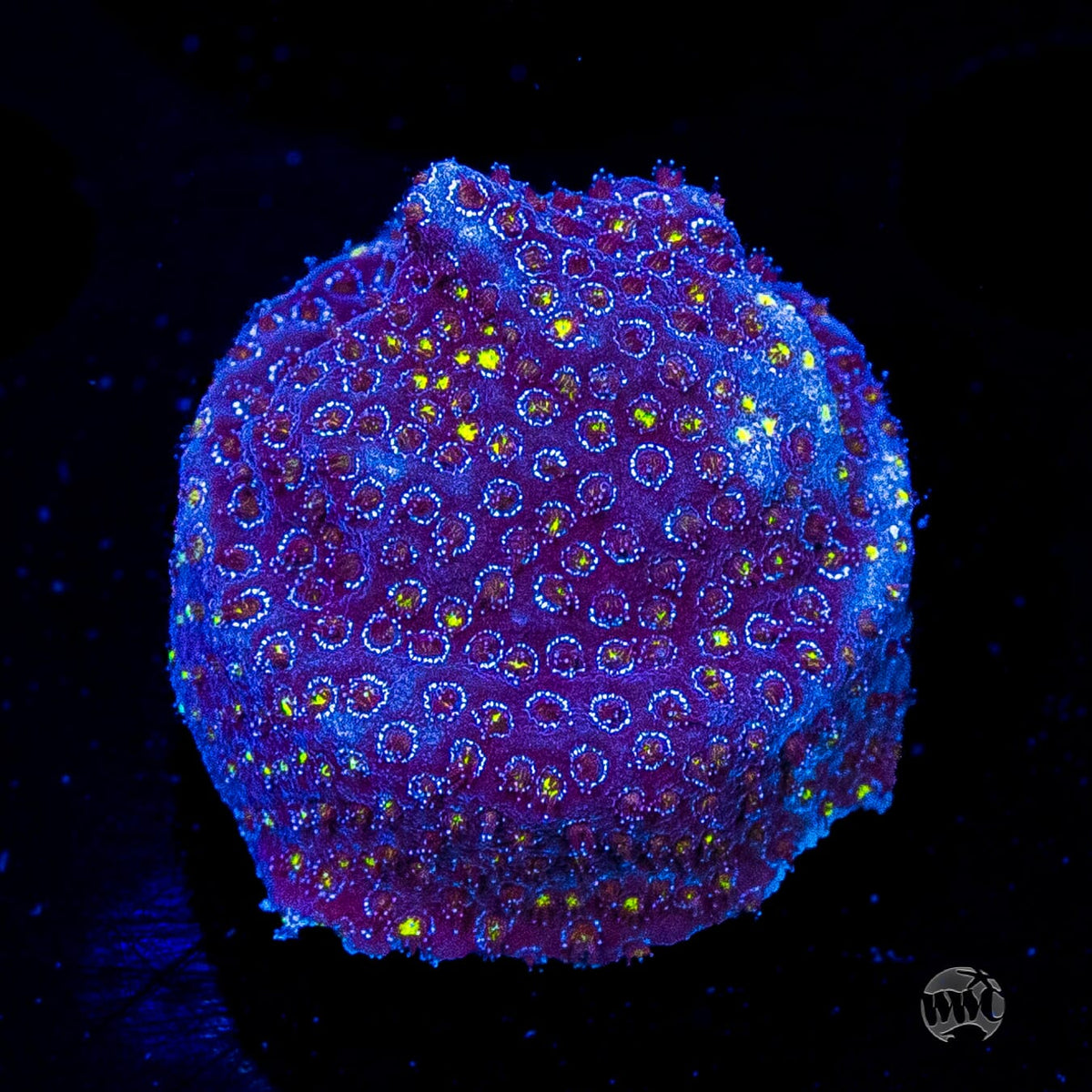 WWC Firestone Stylocoeniella