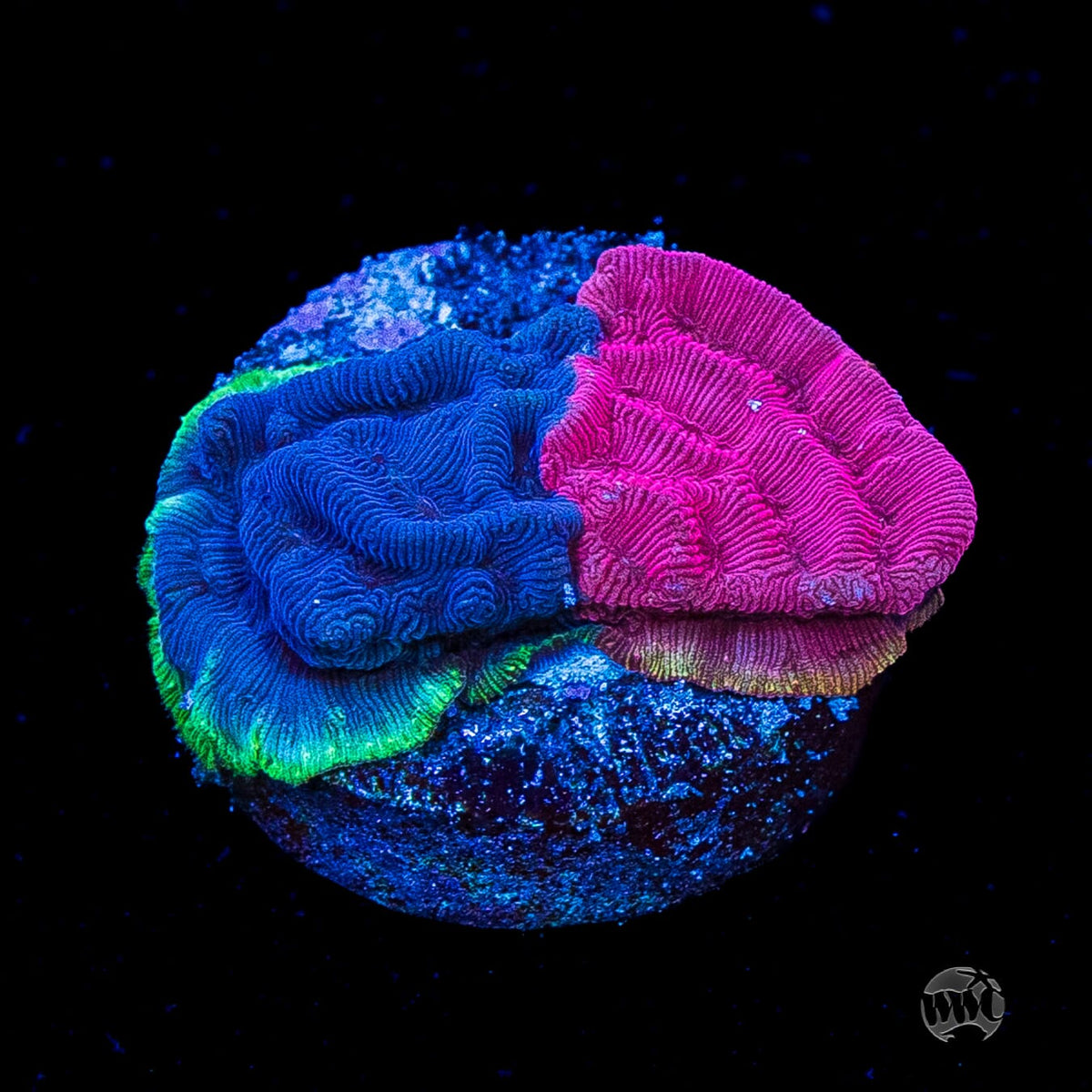 WWC Grafted Flamingo Leptoseris