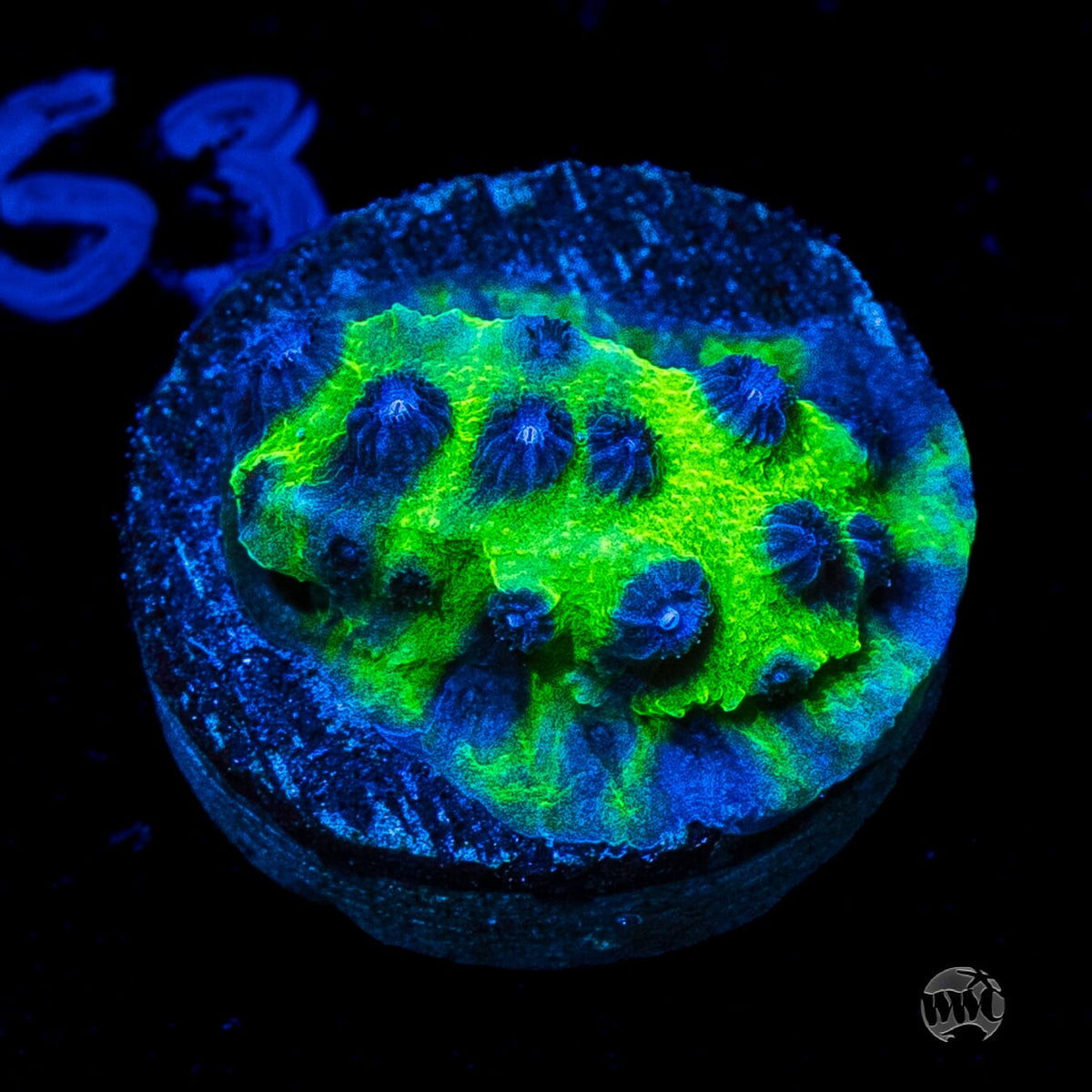 Jason Fox Master PPE Cyphastrea