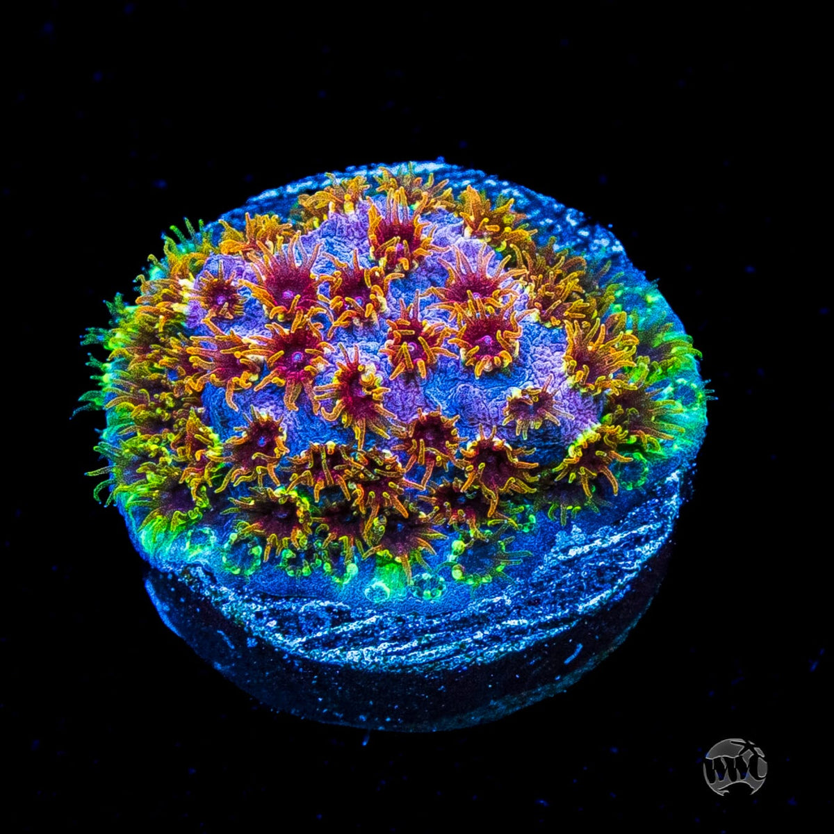 WWC Skittlez Bomb Cyphastrea