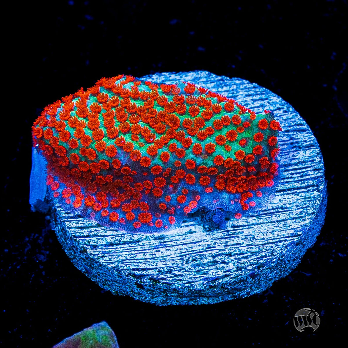 WWC Chili Pepper Montipora