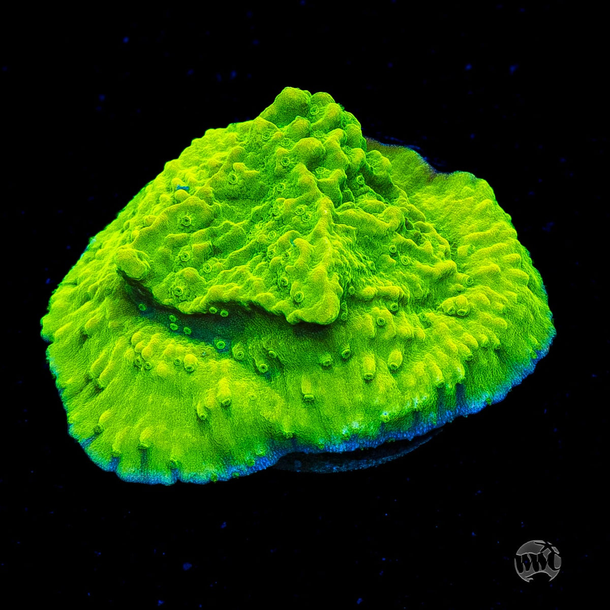 WWC Money Shot Montipora