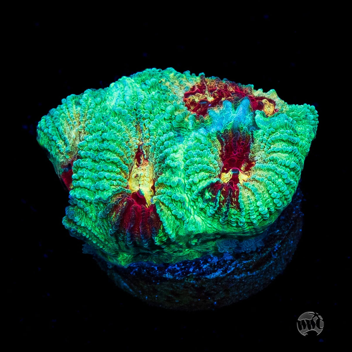 WWC Mint Massacre Favia
