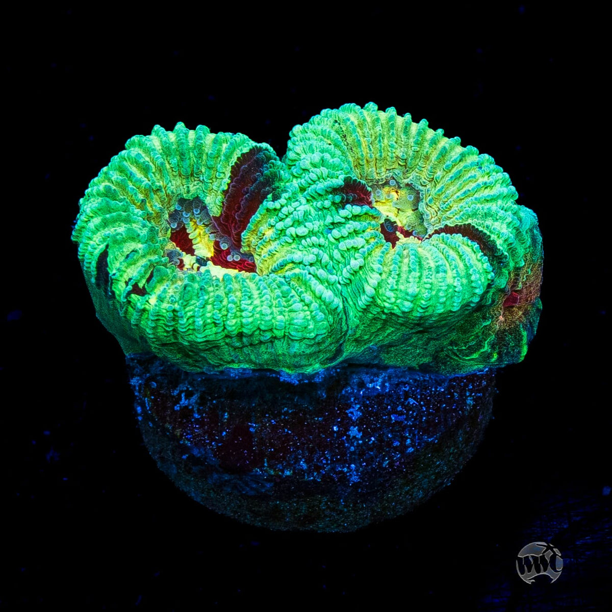 WWC Mint Massacre Favia