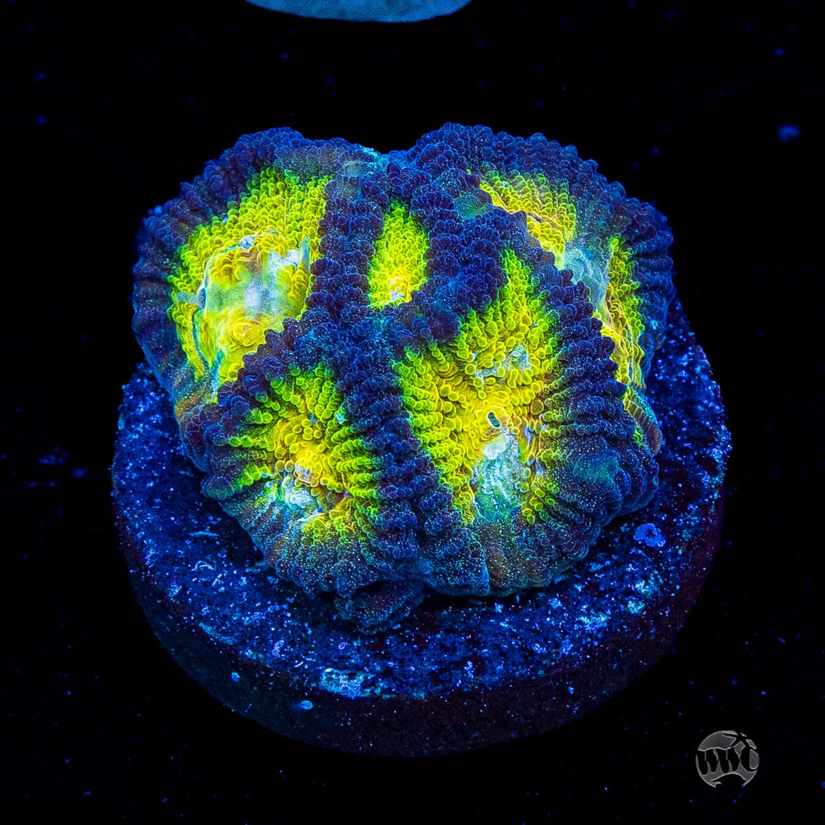 WWC Blue Lobster Favia