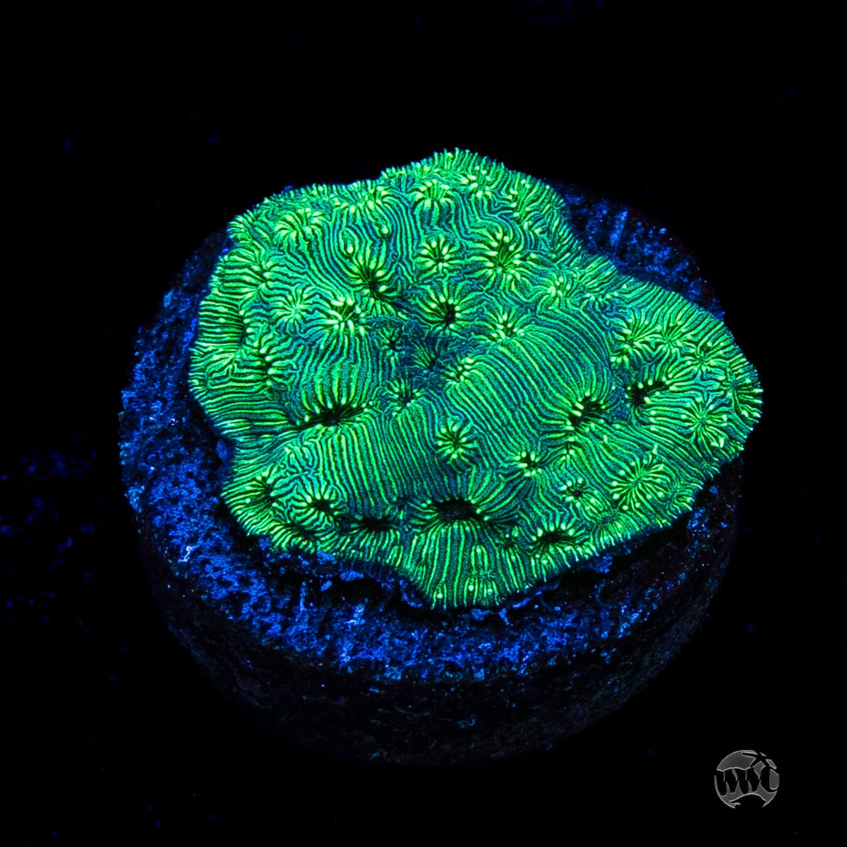 WWC Emerald Pavona