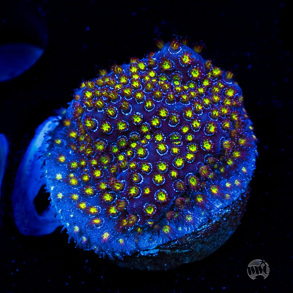 WWC Firestone Stylocoeniella