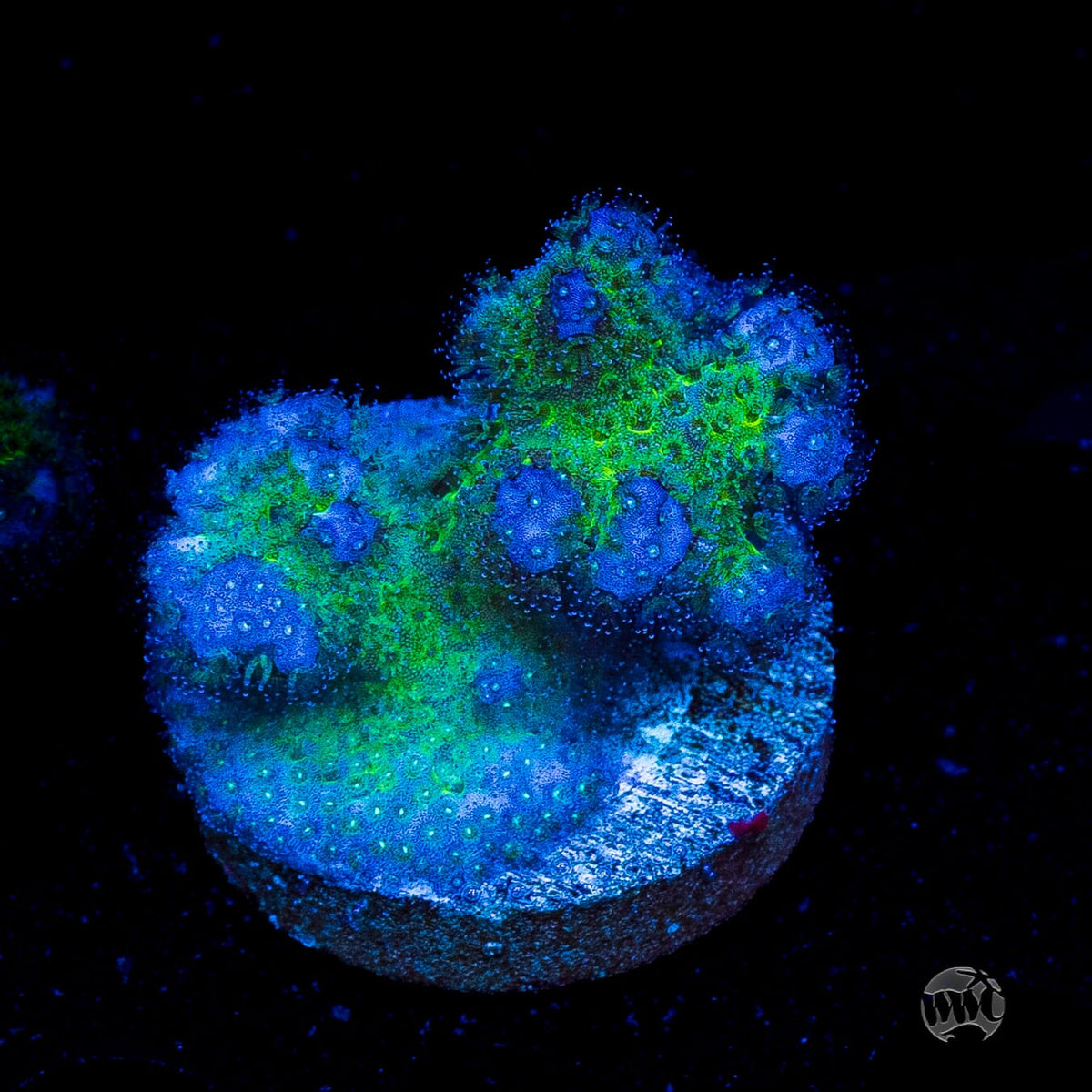 WWC Rainbow Pocillopora