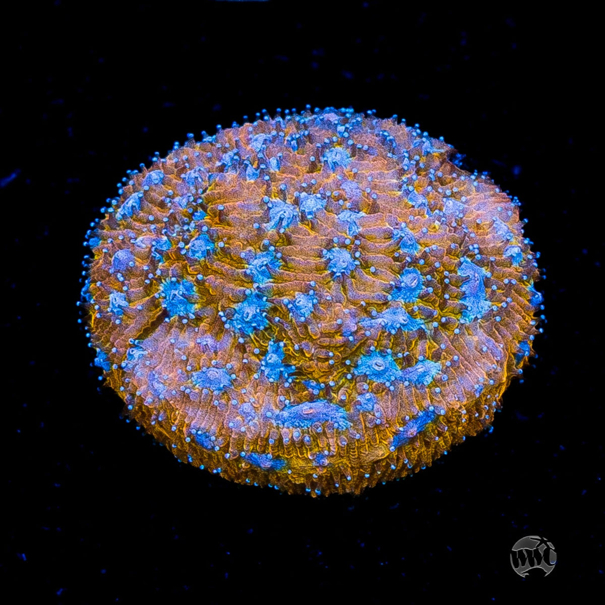 WWC Tiger Eye Lithophyllon