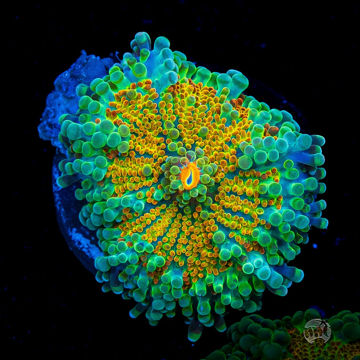 Tropical Sunrise Yuma Mushroom