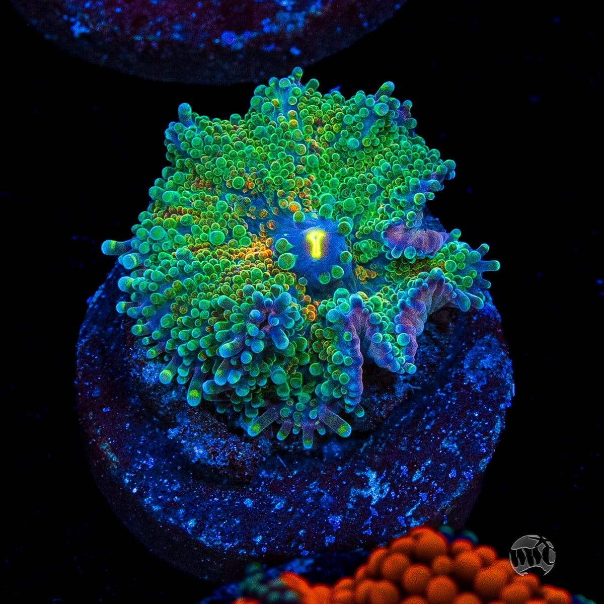 Tropical Sunrise Yuma Mushroom
