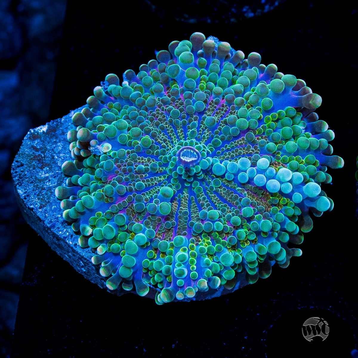 Frosted Nurple Yuma Mushroom