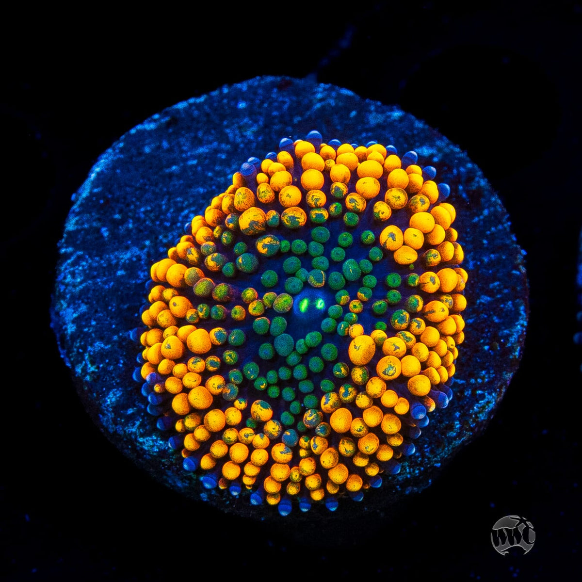 Serendipity Ricordea Mushroom