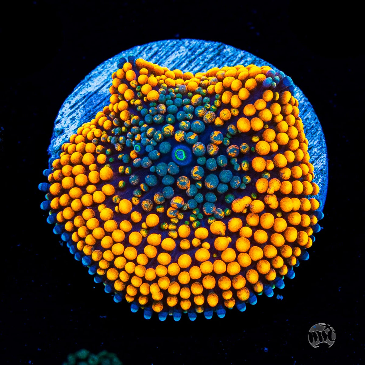 Serendipity Ricordea Mushroom