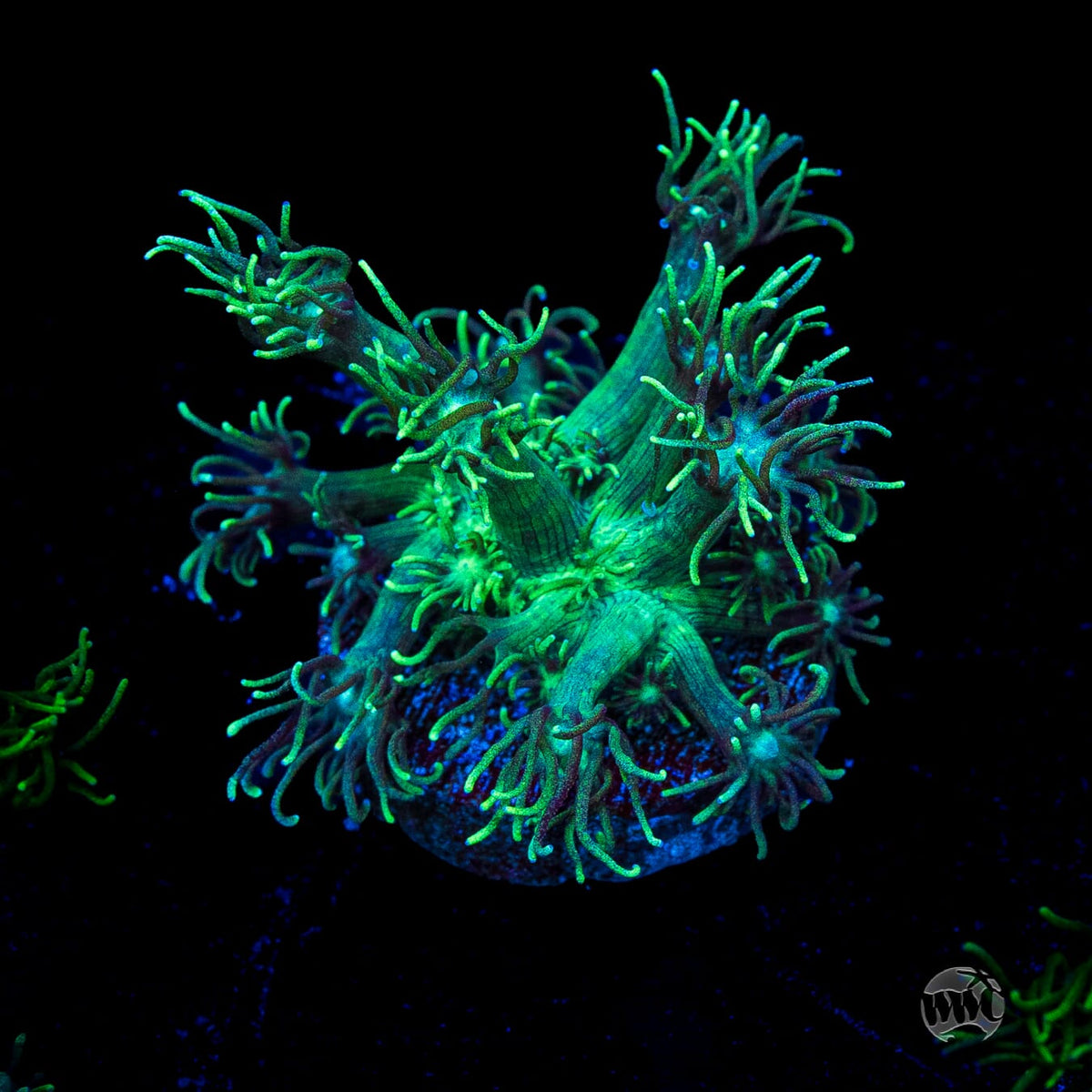 Minty Fresh Goniopora