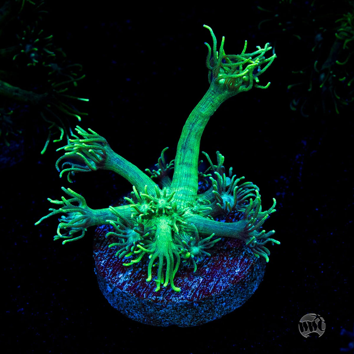 Minty Fresh Goniopora