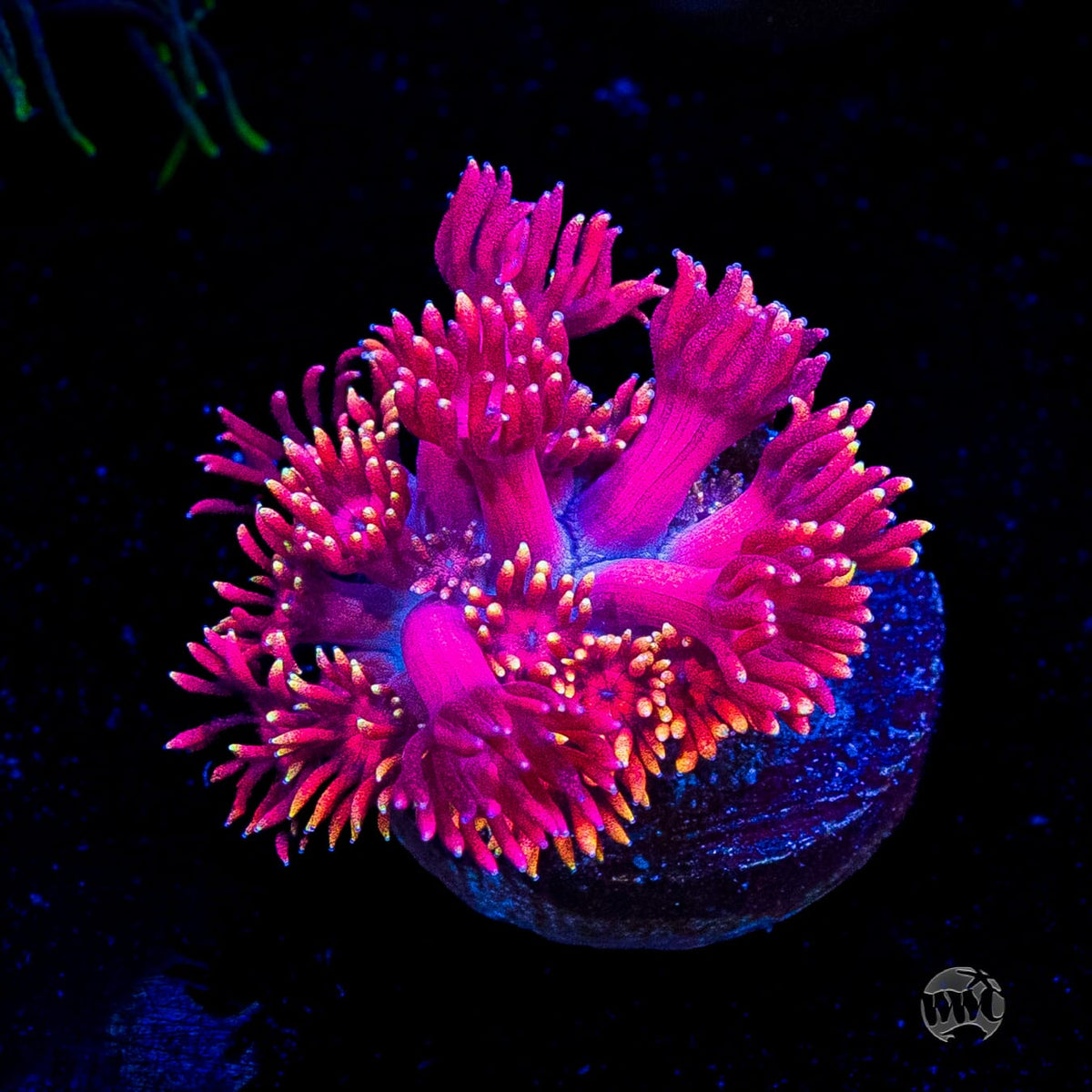 Pink Flamingo Goniopora