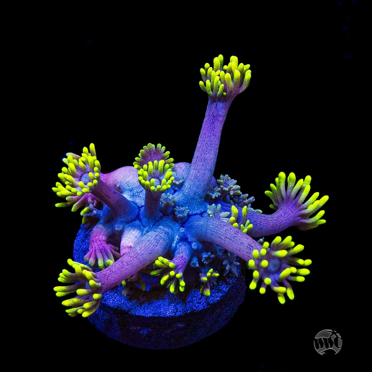 WWC Hail Hydra Goniopora