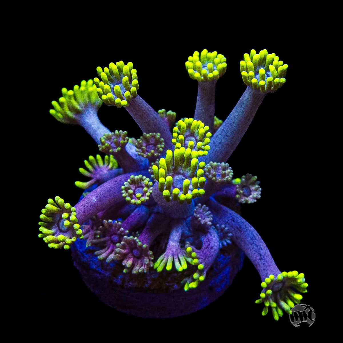 WWC Hail Hydra Goniopora