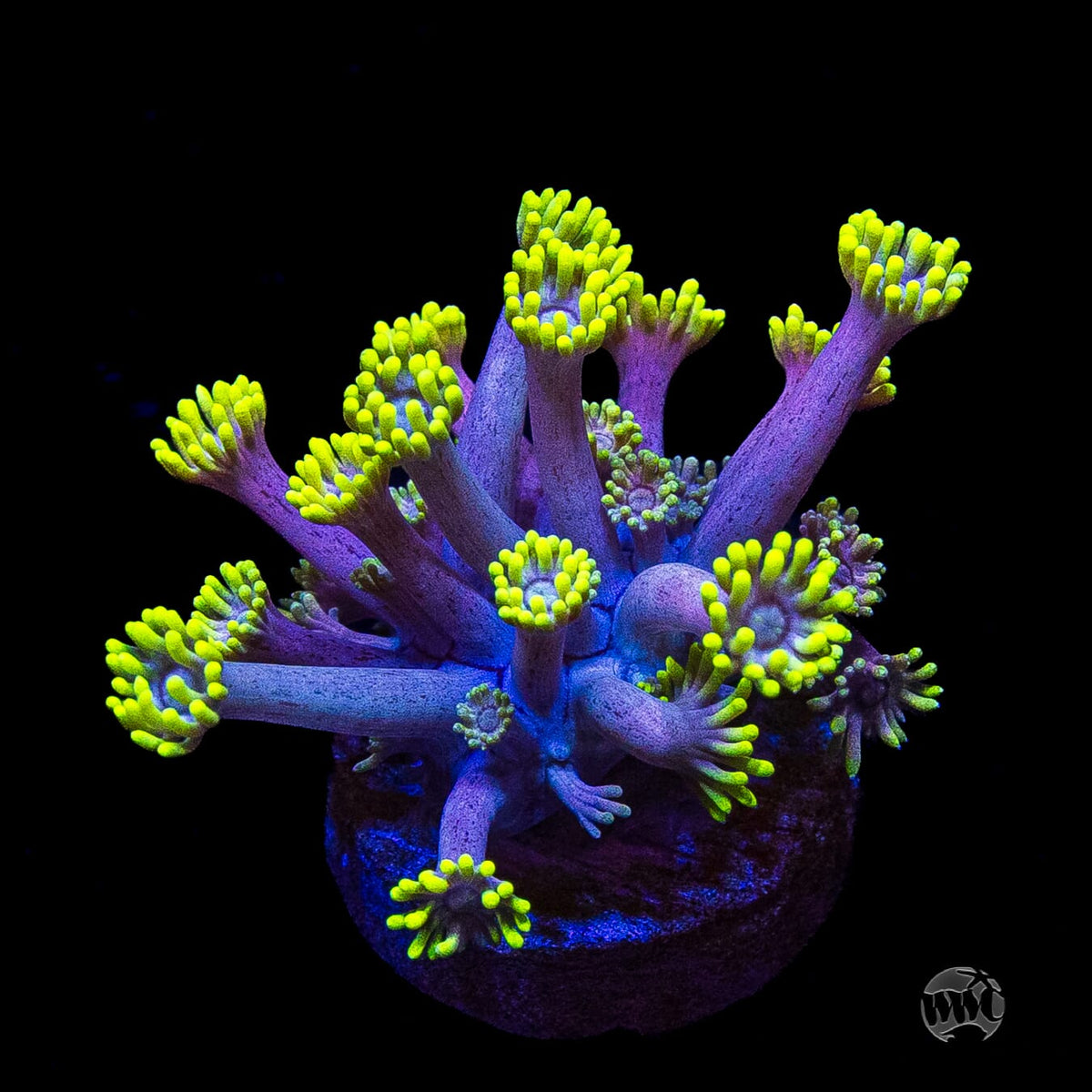 WWC Hail Hydra Goniopora