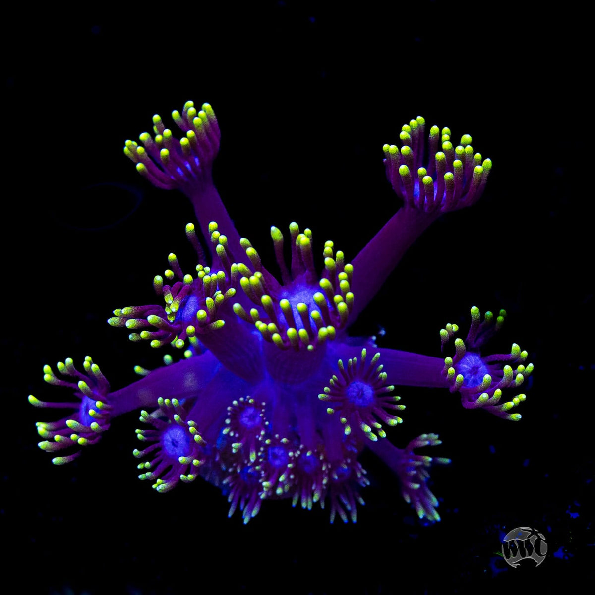 Cosmos Goniopora