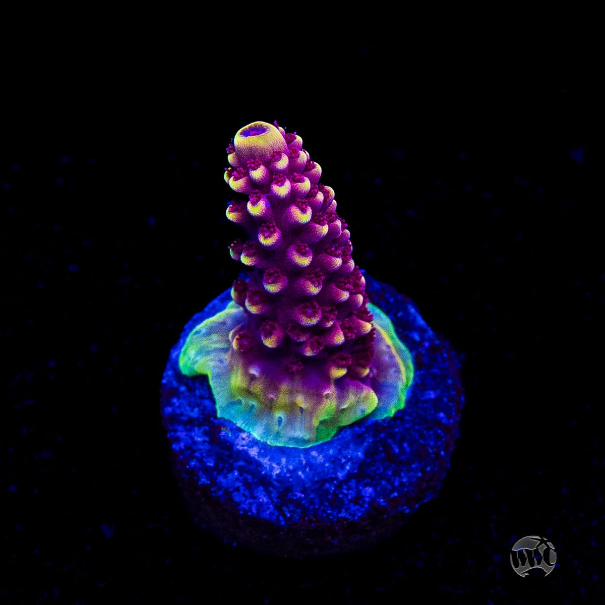WWC Terra Red Acropora
