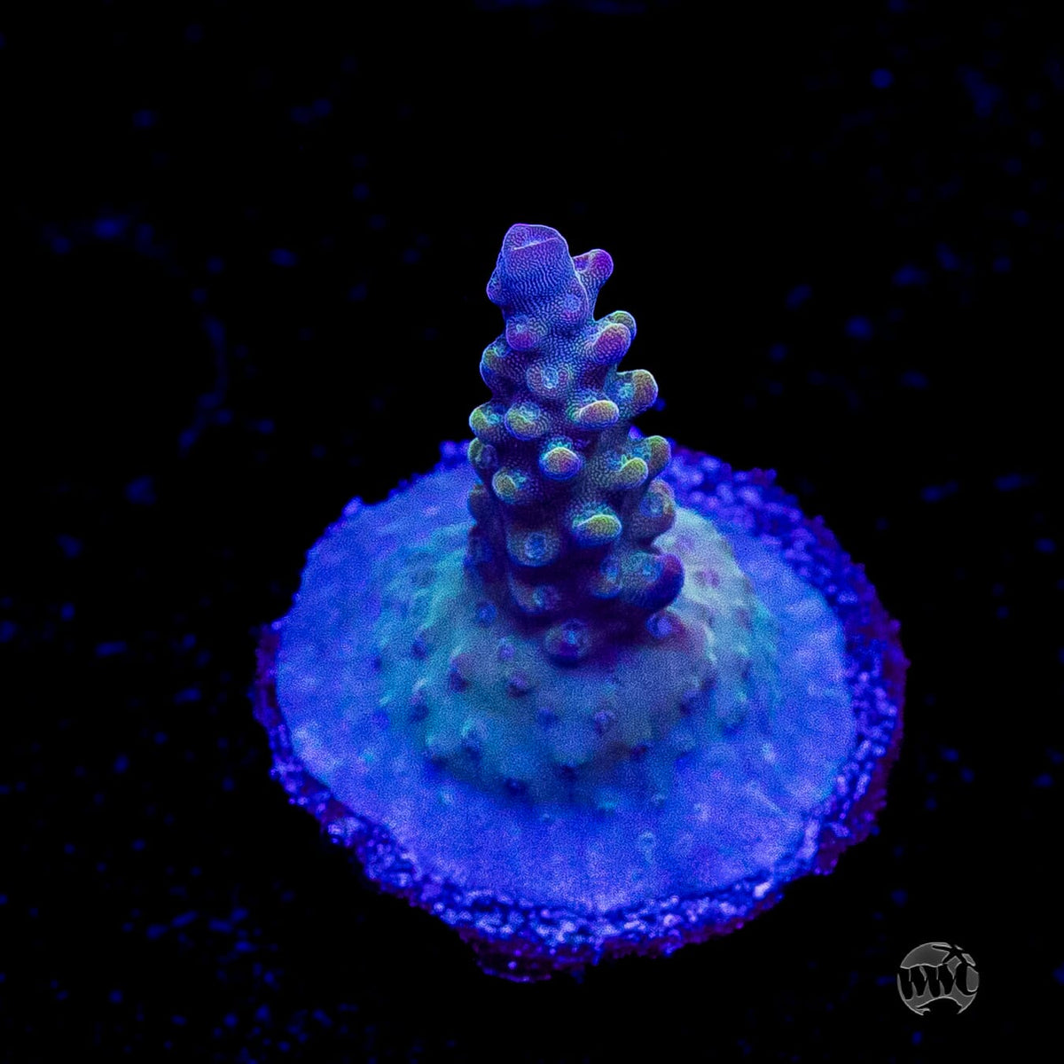 WWC Joe Dirte Acropora