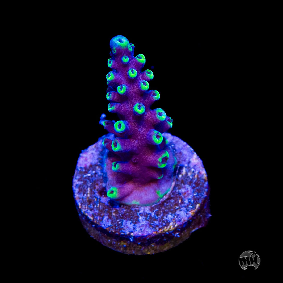 WWC Moonshine Acropora