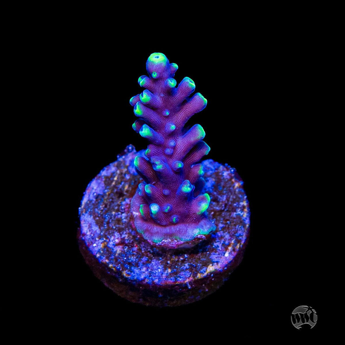 WWC Moonshine Acropora
