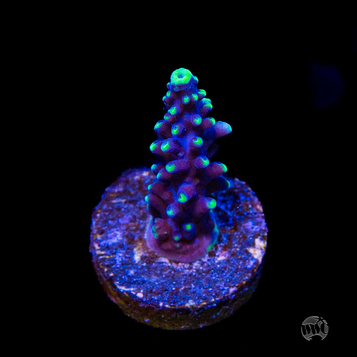 Ultimate Stag Acropora