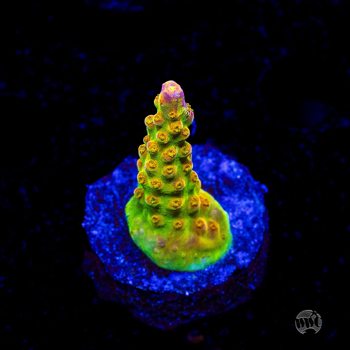 Paletta Pink Tip Acropora