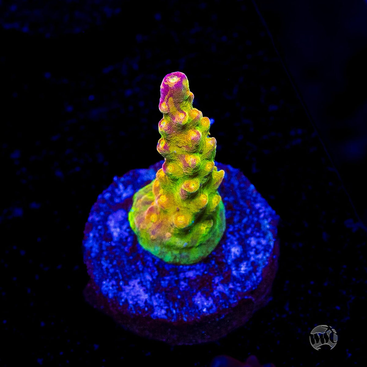 Paletta Pink Tip Acropora