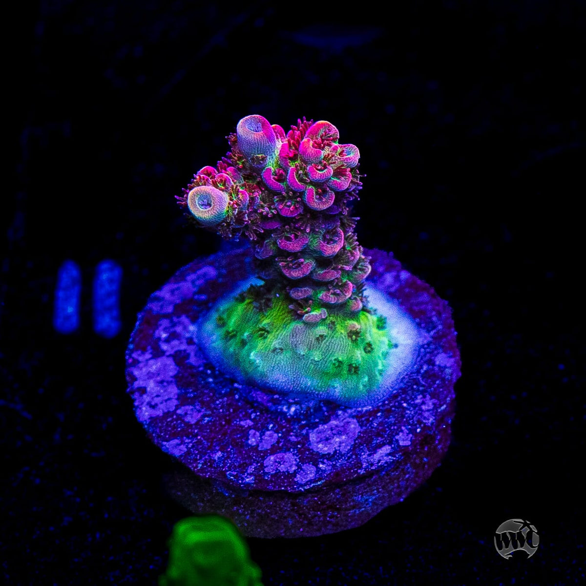 WWC Ruby Runner Acropora