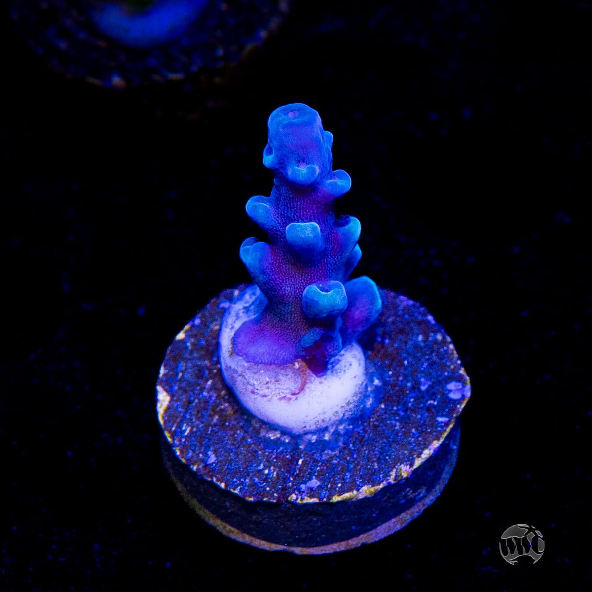 Oregon Tort Acropora