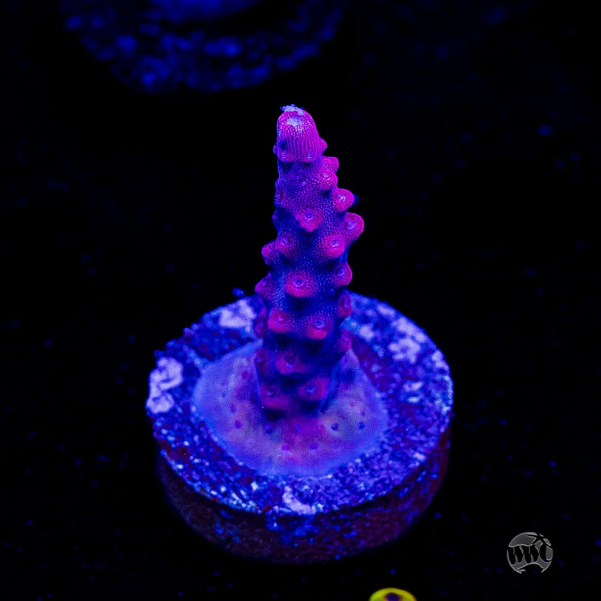 Frag Farmer Red Robin Acropora