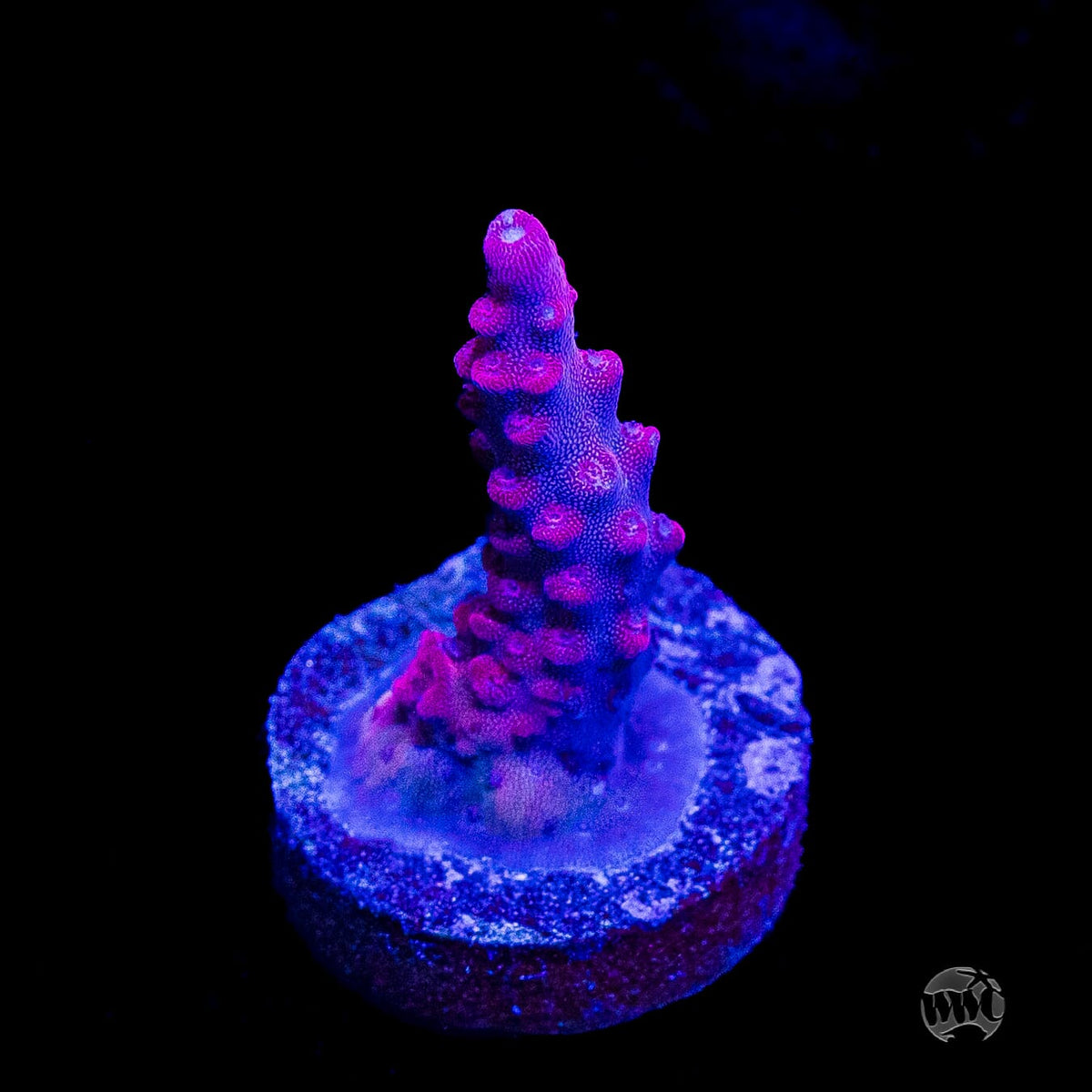Frag Farmer Red Robin Acropora